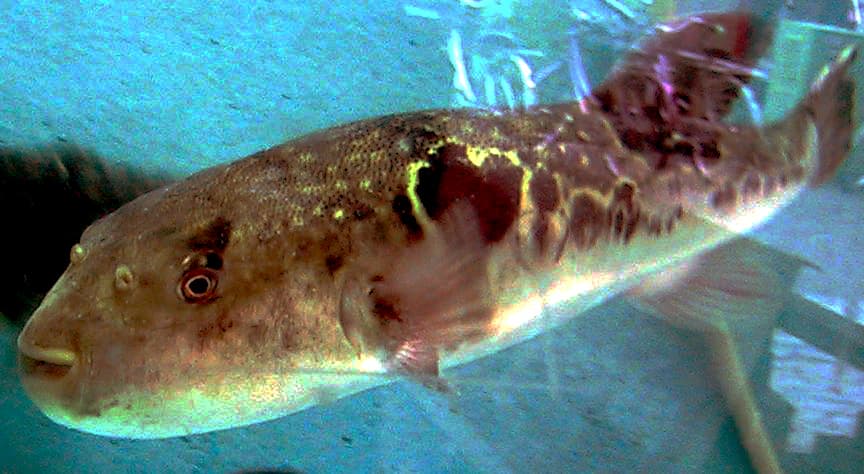 Fugu in Tank, the whole animal behind Tiger puffer