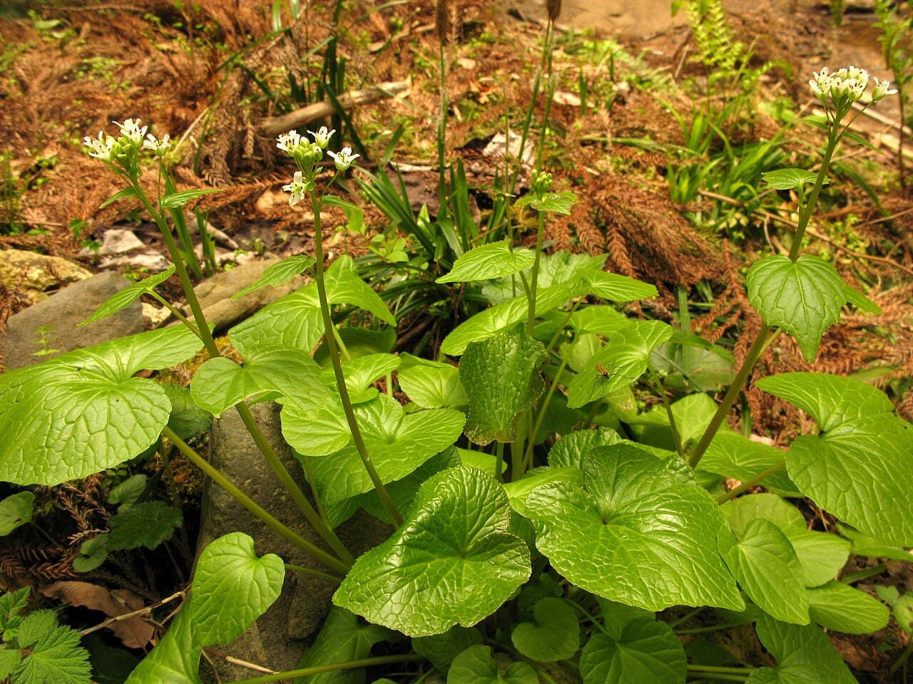 Wasabi rhizome before it reaches the sushi counter