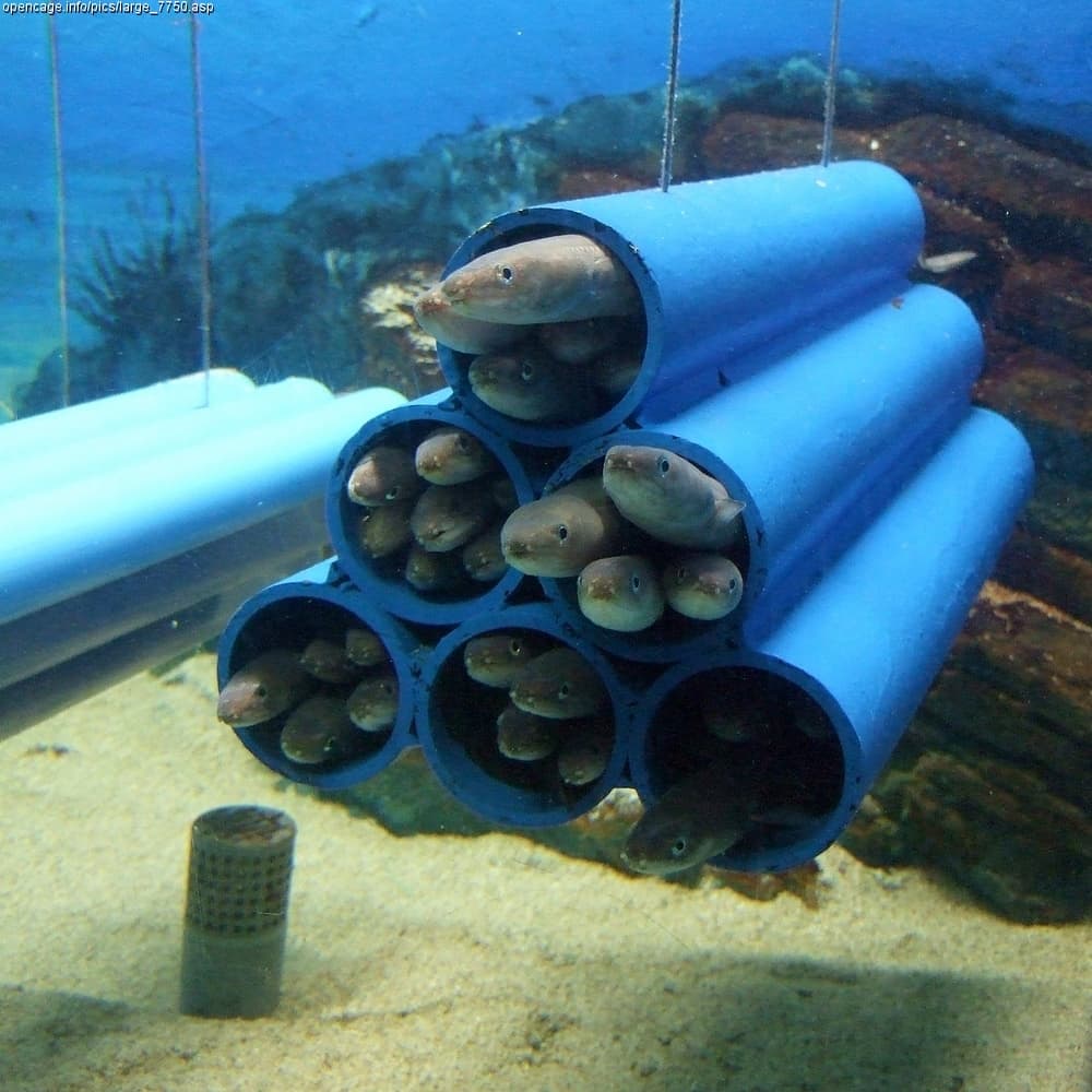 Conger myriaster, the whole animal behind Whitespotted conger