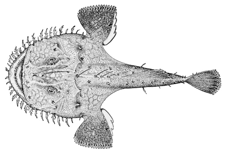 Lophius litulon, the whole animal behind Monkfish