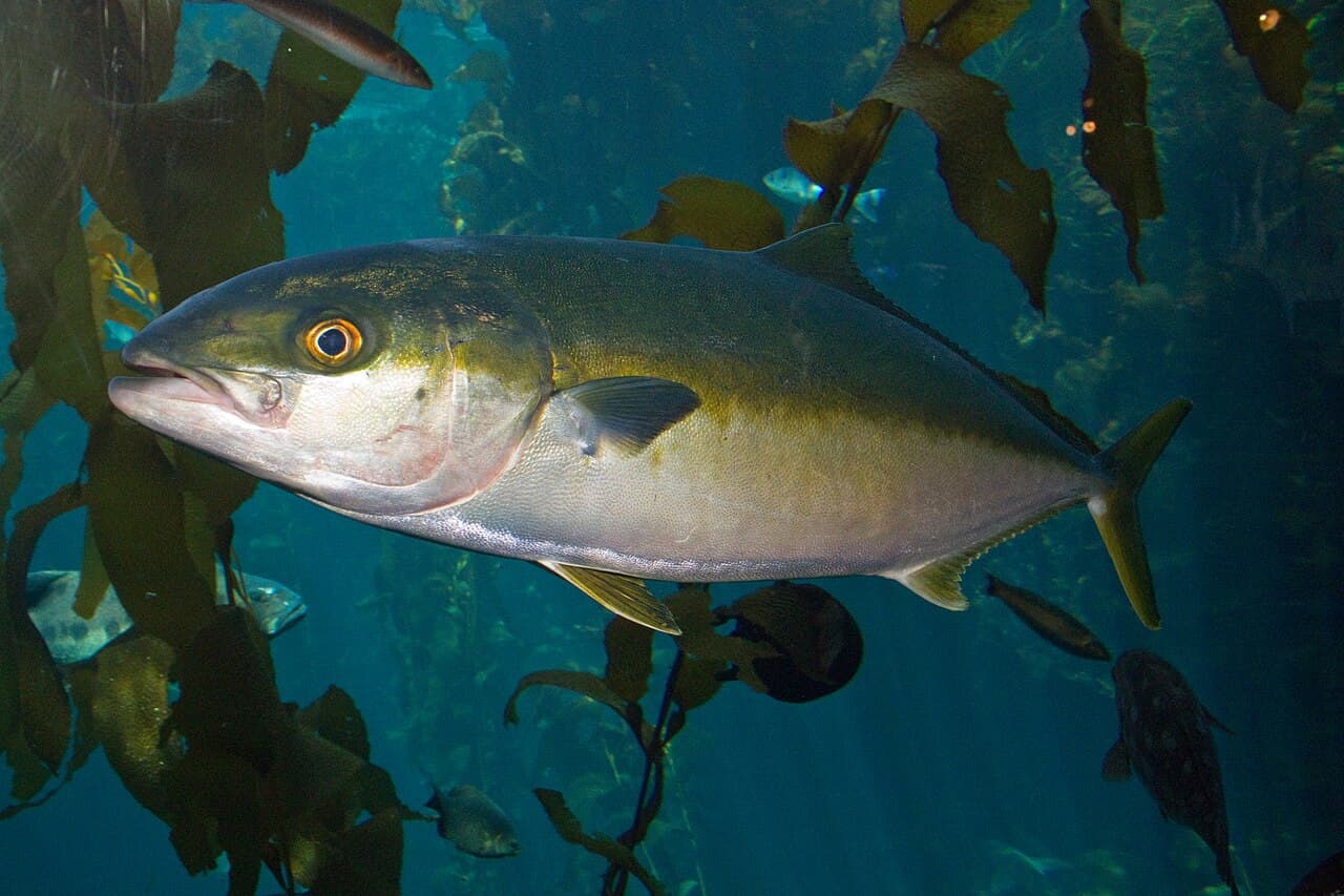 Yellowtail amberjack, the whole animal behind Yellowtail amberjack / kingfish