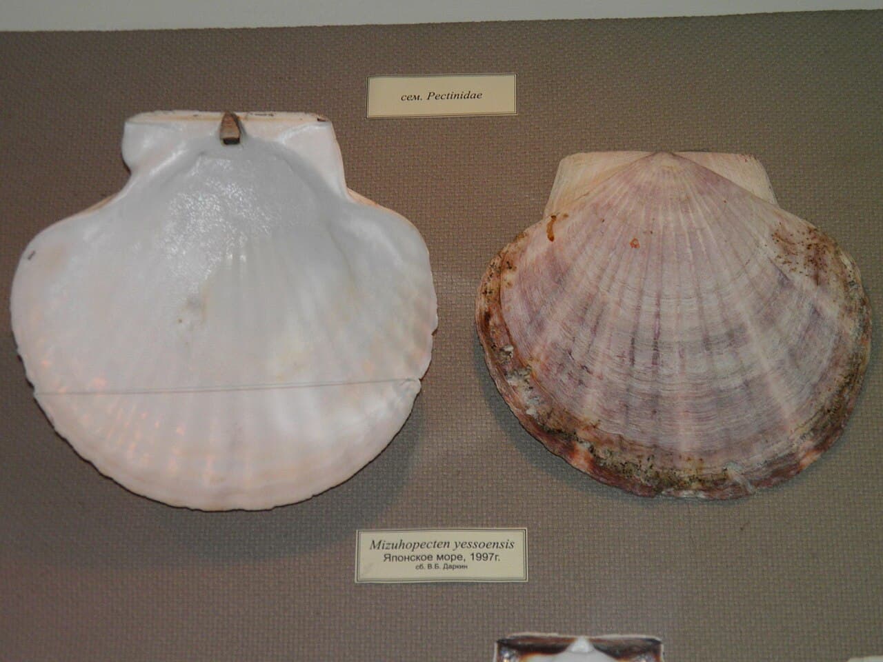 Mizuhopecten yessoensis, the whole animal behind Yesso scallop