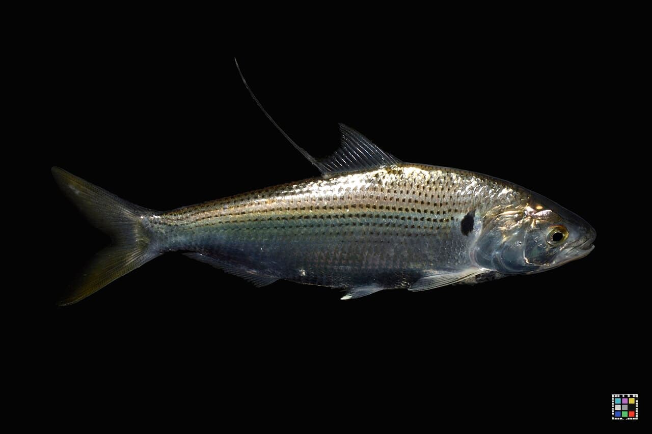 コノシロ（熊本県）, the whole animal behind Very young gizzard shad