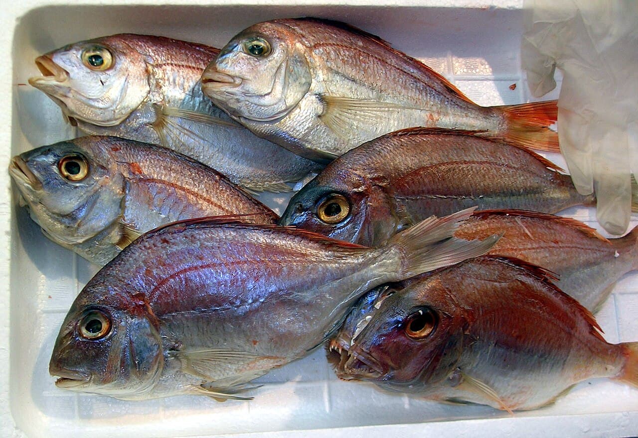 Red sea bream, the whole animal behind Young seabream