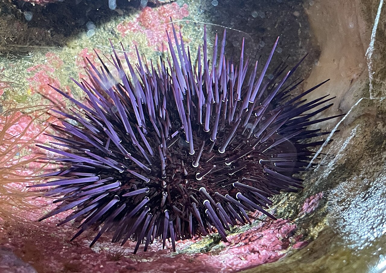 Aka uni: Pseudocentrotus depressus 2