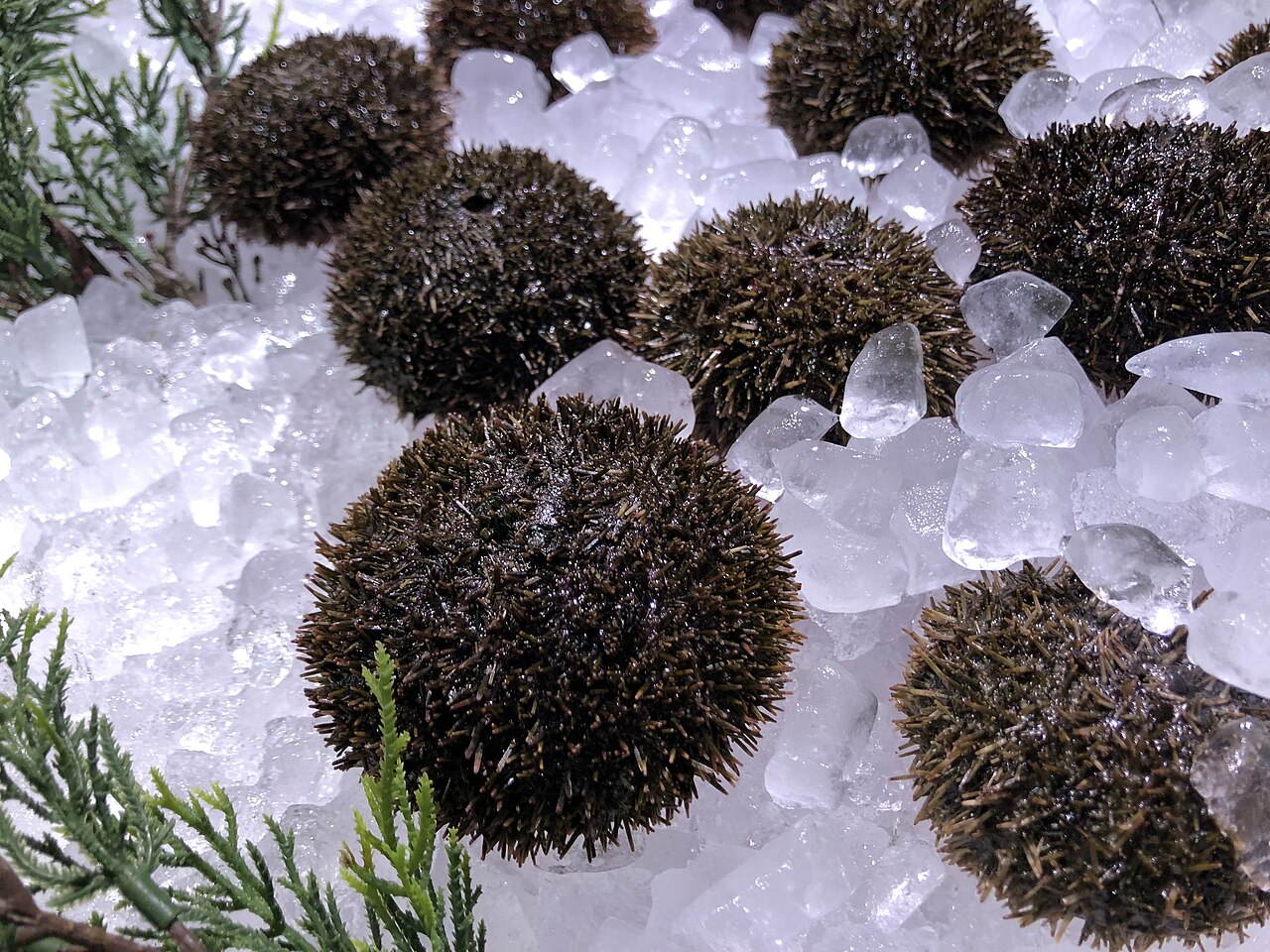 Bafun uni: Hemicentrotus pulcherrimus in market