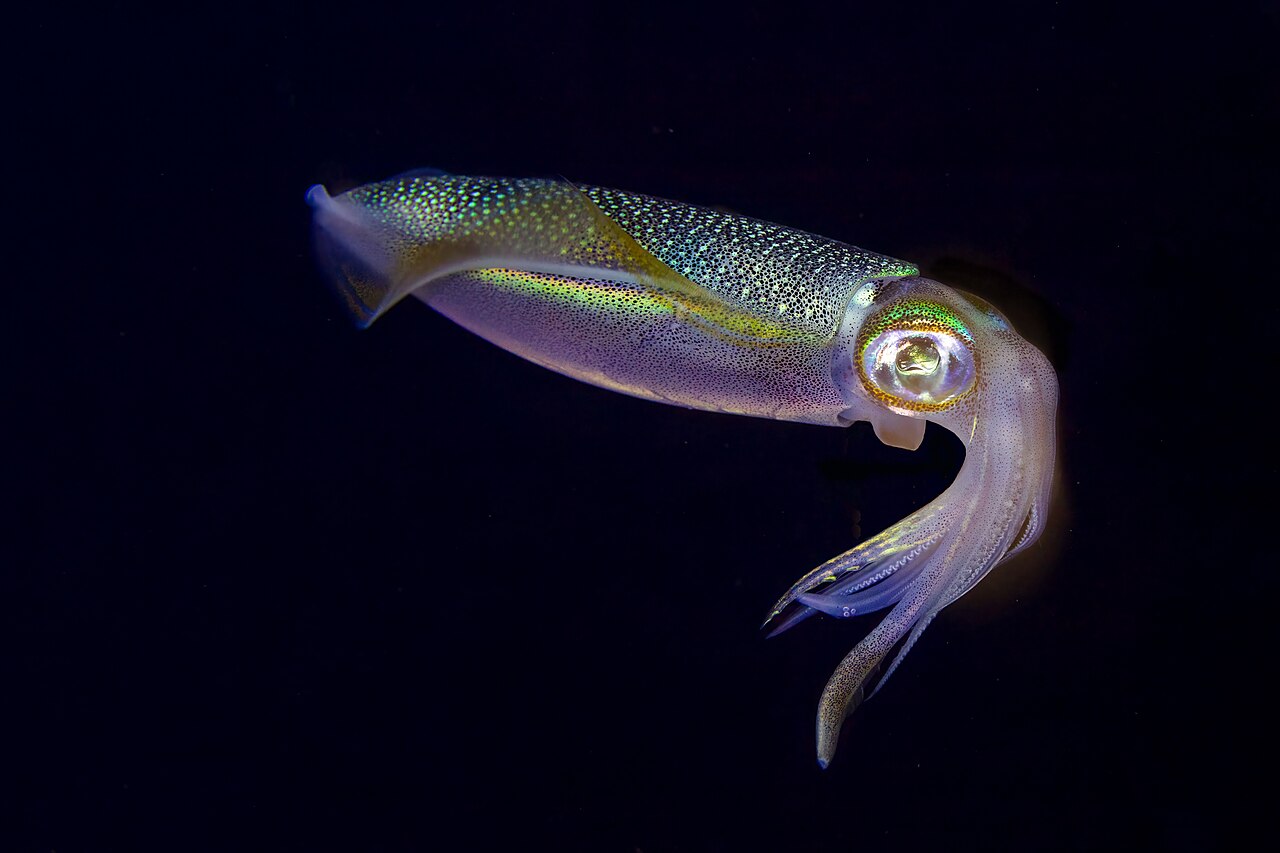 Calamar de arrecifes (Sepioteuthis lessoniana), Nosy Iranja, Madagascar, 2025-09-17, DD 134, the whole animal behind Bigfin reef squid