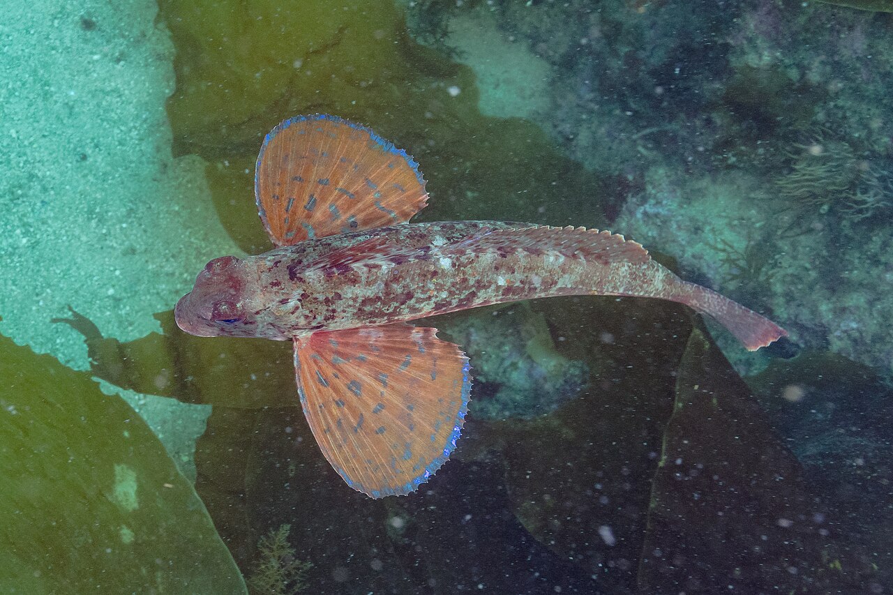 Rubio rojo (Chelidonichthys spinosus), Parque natural de la Arrábida, Portugal, 2022-07-19, DD 48, the whole animal behind Spiny red gurnard
