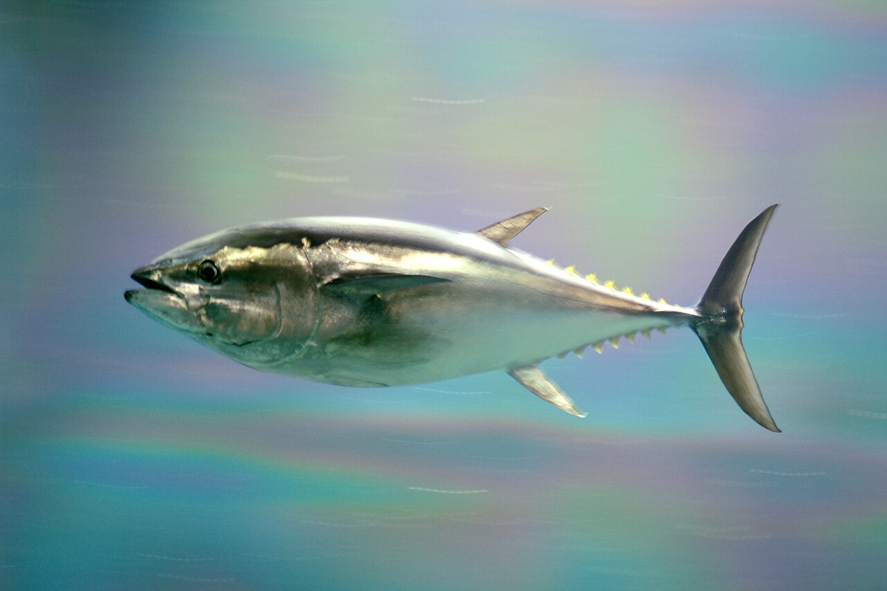 Pacific bluefin tuna, the whole animal behind Lean tuna