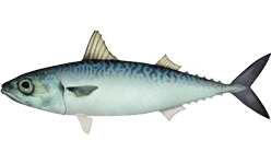 Scomber japonicus, the whole animal behind Mackerel
