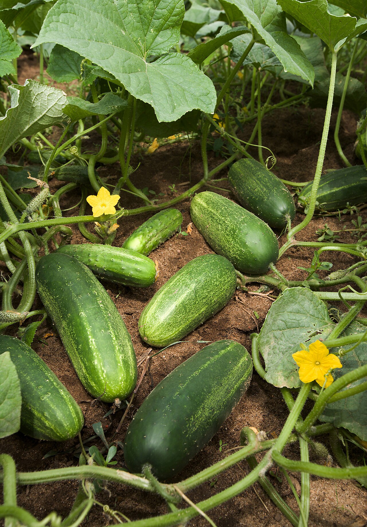 Cucumber before it reaches the sushi counter