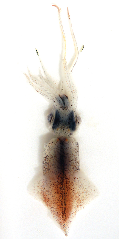 Watasenia scintillans, the whole animal behind Firefly squid