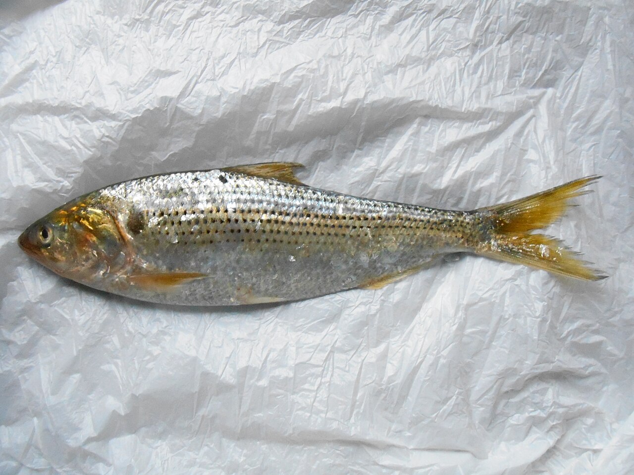 Konosirus punctatus, the whole animal behind Gizzard shad