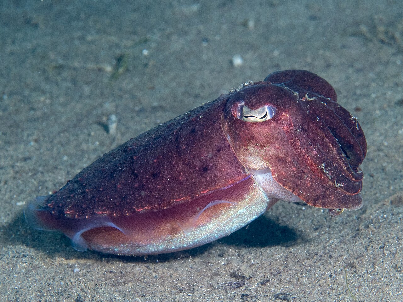 Golden Cuttlefish (Sepia esculenta) (49152874797), the whole animal behind Golden cuttlefish
