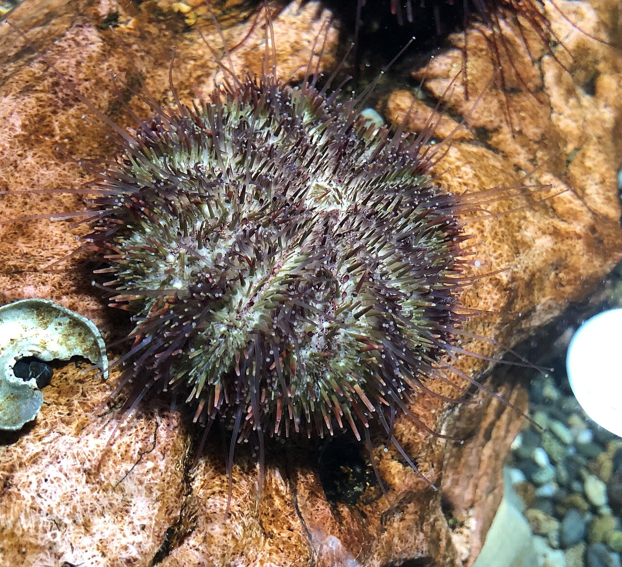 Strongylocentrotus intermedius 1, the whole animal behind Sea urchin gonad