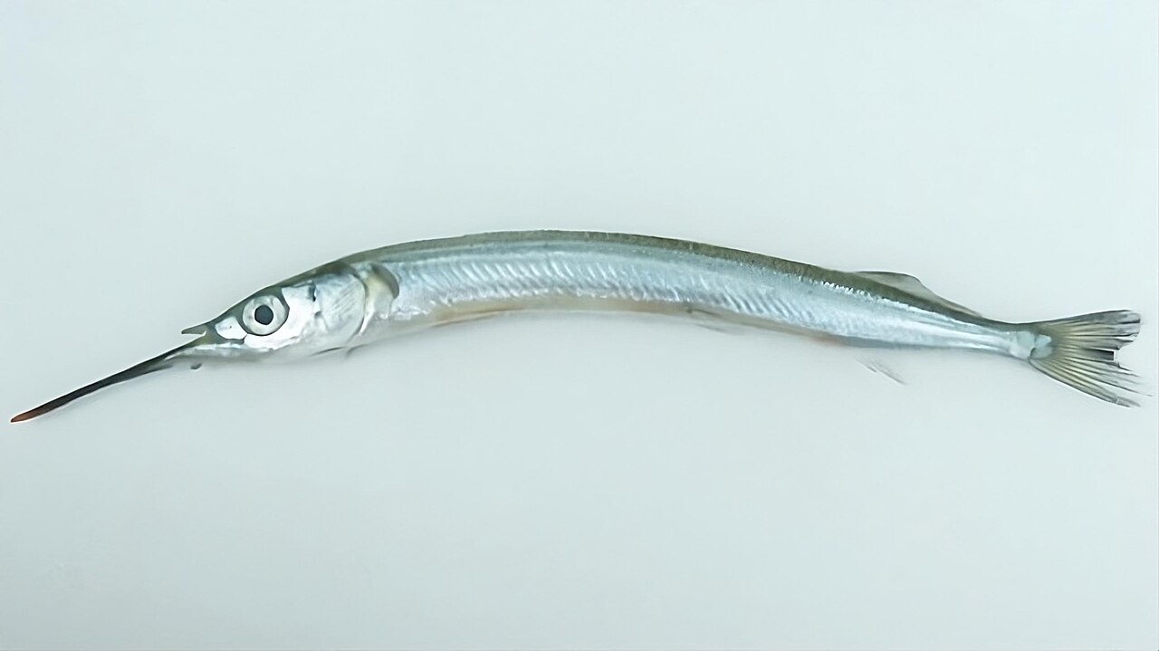 Hyporhamphus sajori, the whole animal behind Japanese halfbeak