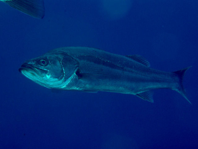 Suzuki201302, the whole animal behind Japanese sea bass