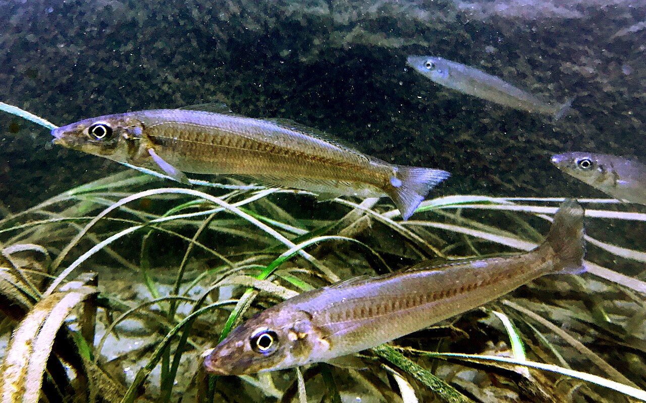 Sillago japonica-02, the whole animal behind Japanese whiting