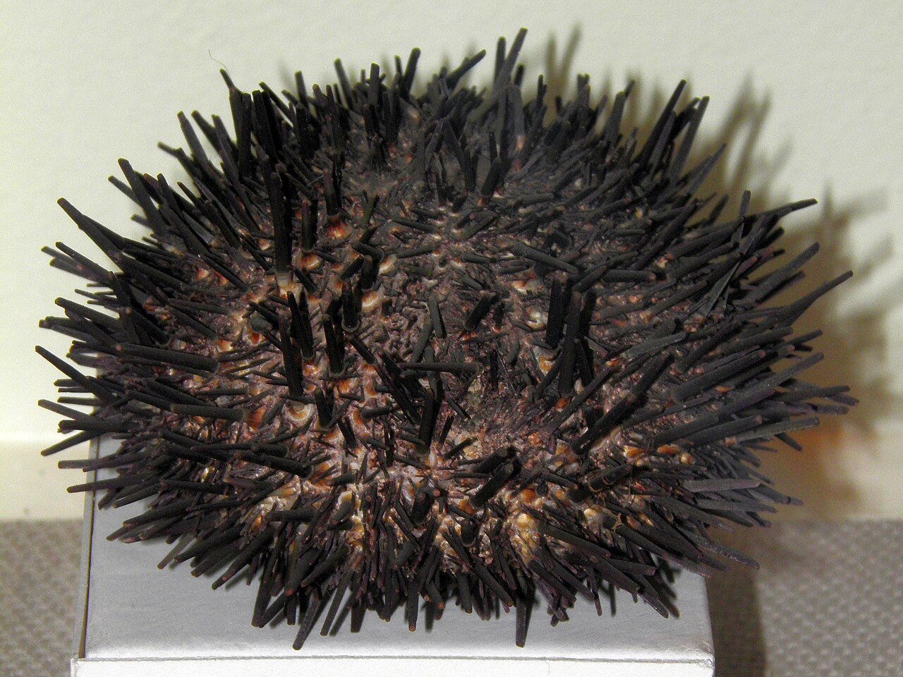 Kita-murasaki uni: Mesocentrotus nudus