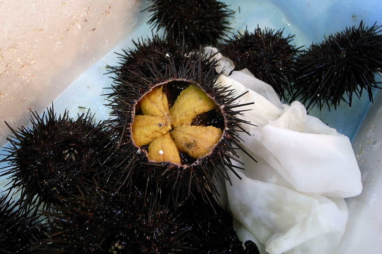 Murasaki uni: Fresh Sea Urchin (2678940158)