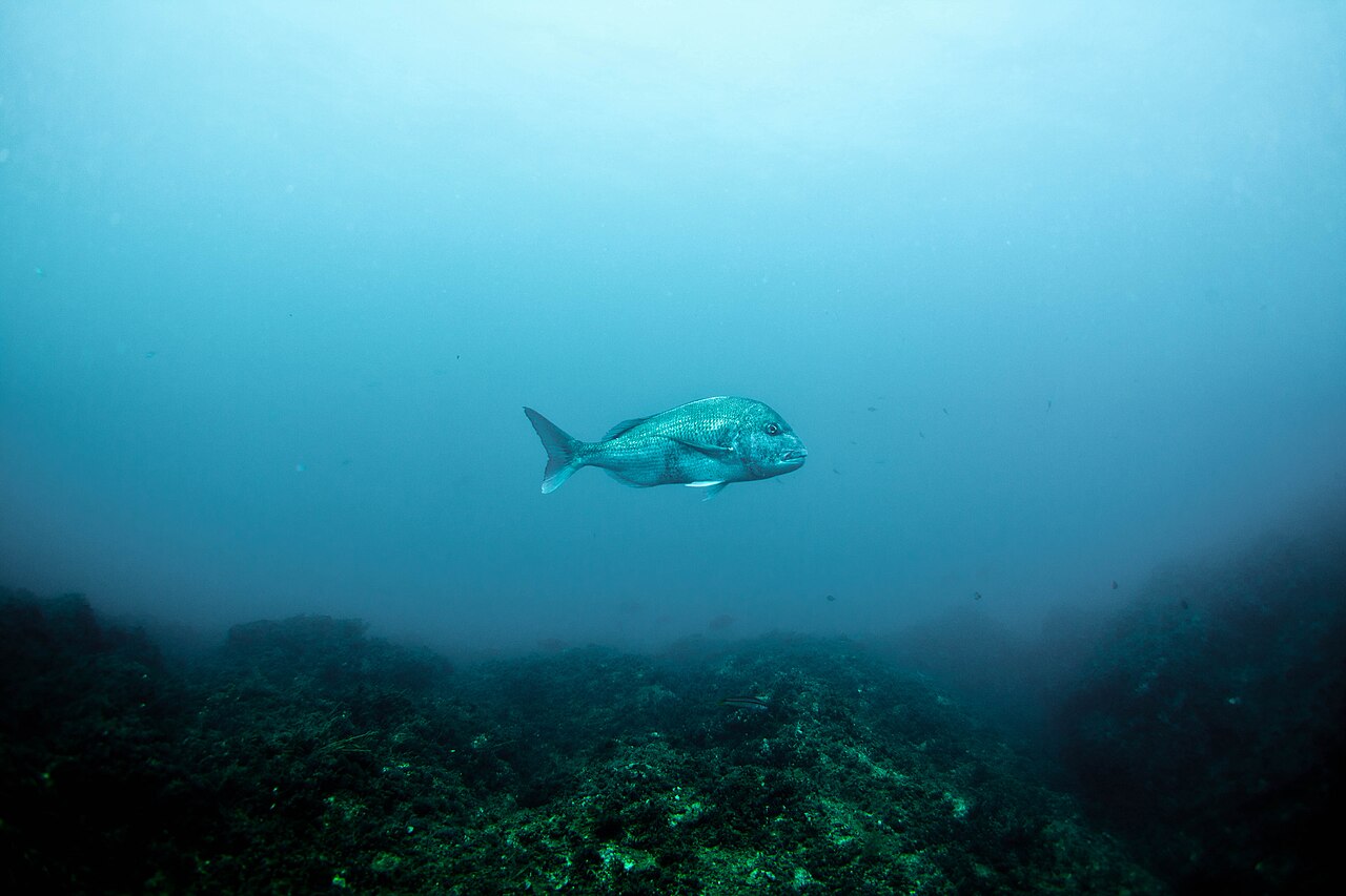 Redseabreamji1, the whole animal behind Red seabream
