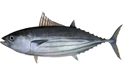 Katsuwonus pelamis, the whole animal behind Skipjack tuna / bonito