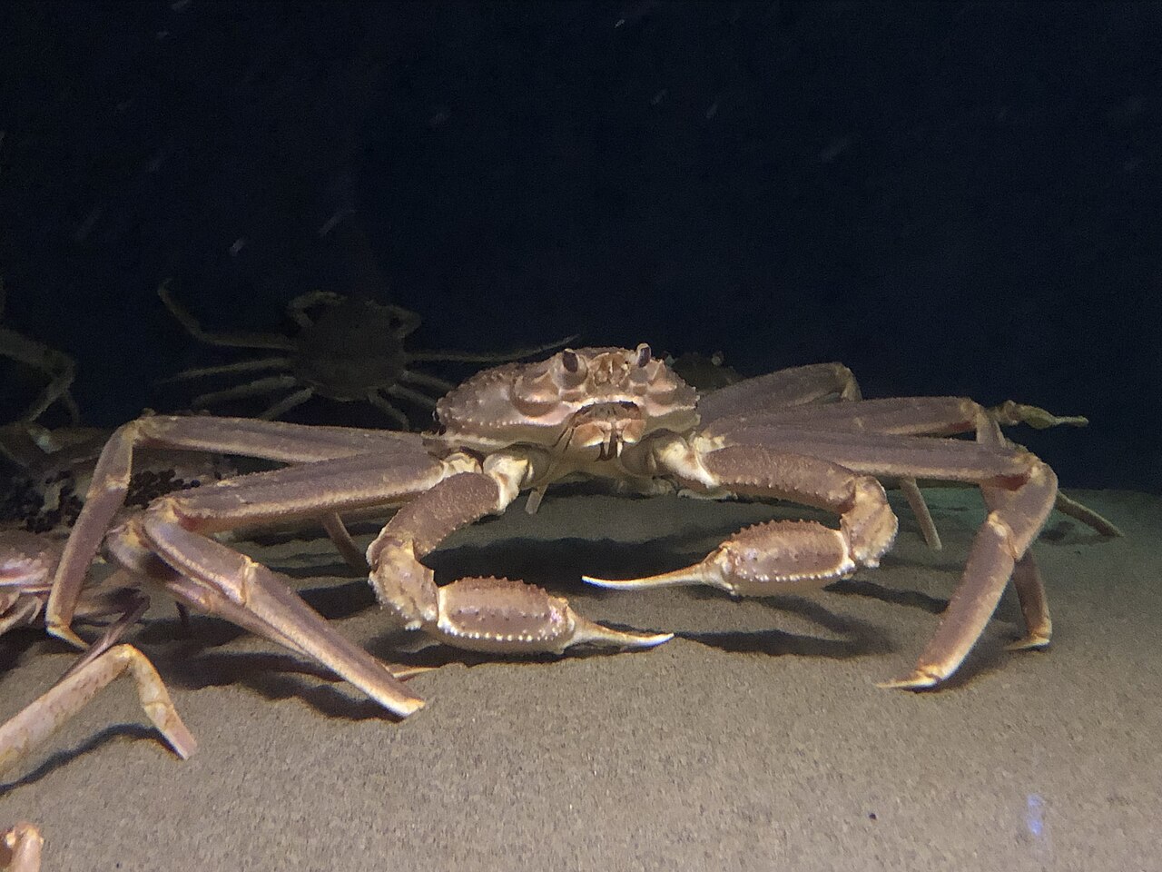 Chionoecetes opilio Kanikkokan, the whole animal behind Snow crab
