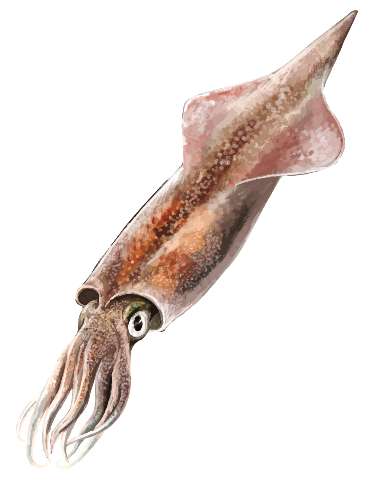 202204 Spear squid, the whole animal behind Spear squid