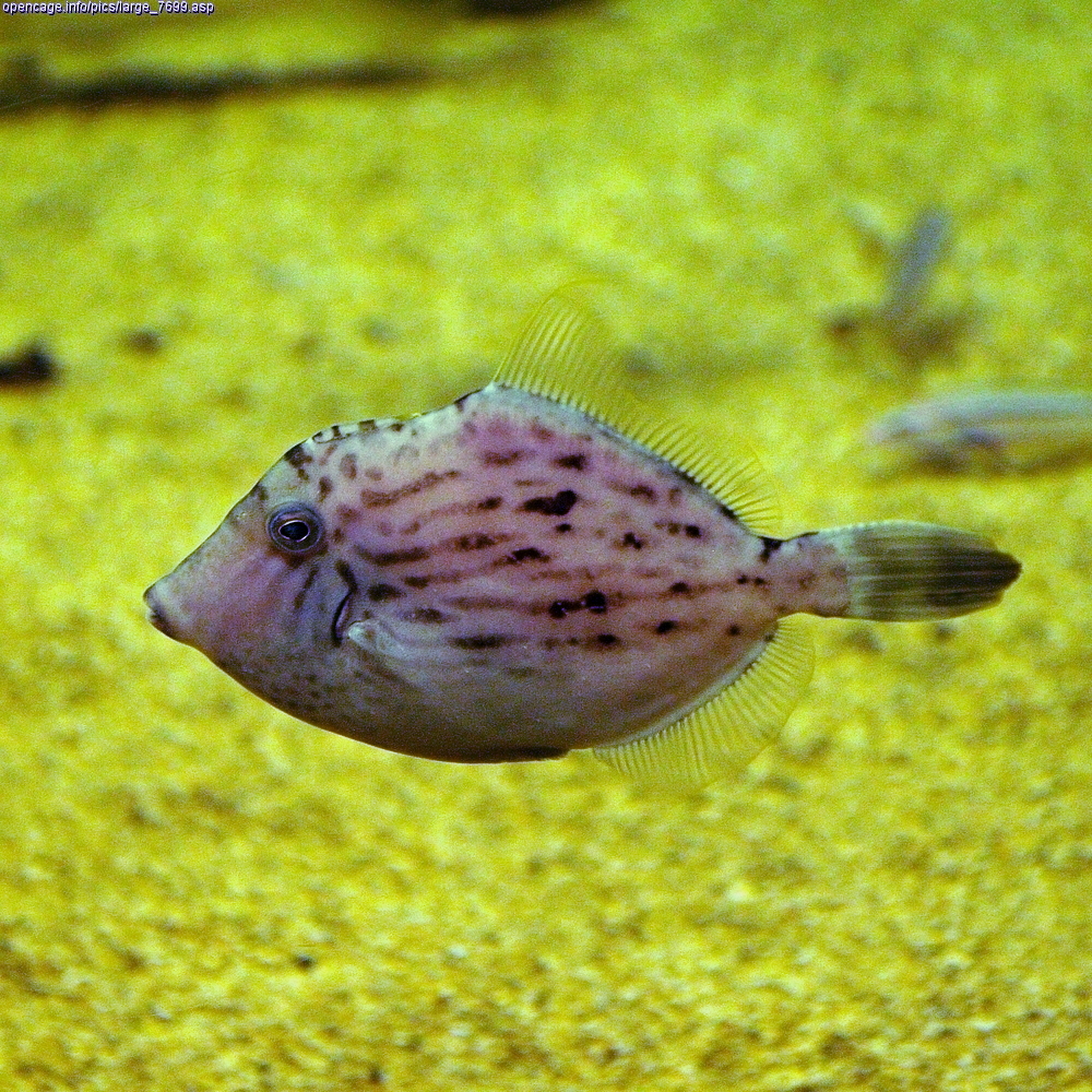 Stephanolepis cirrhifer, the whole animal behind Threadsail filefish / leatherjacket