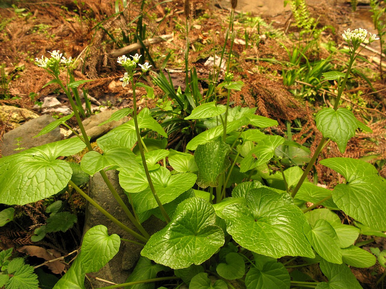Wasabi rhizome before it reaches the sushi counter
