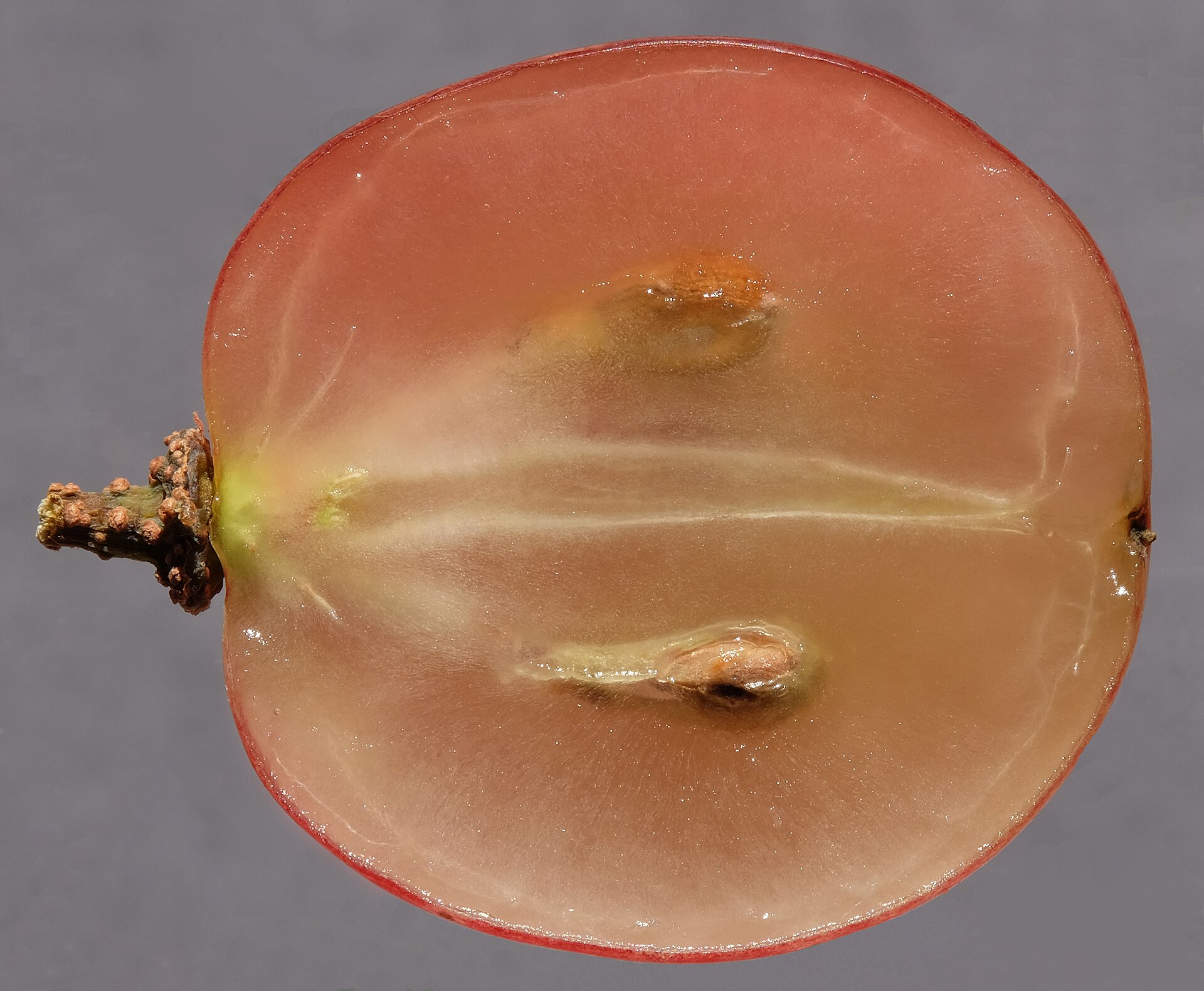 Macro photograph of a red grape cut lengthwise, showing its thin red skin, translucent pale pulp, vascular strands, stem and two seeds.