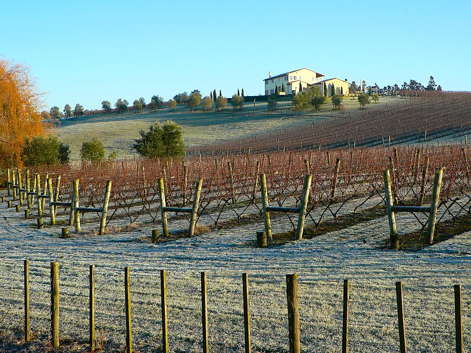 Dormant wine vines trained on V-shaped trellises to open the canopy to light and air.