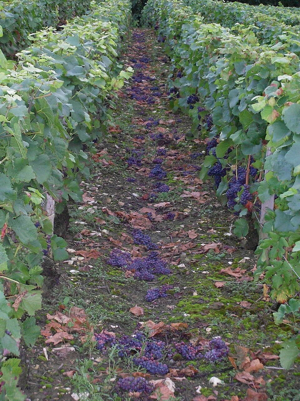 Pinot Noir bunches lying between vineyard rows after green harvesting reduced the crop.