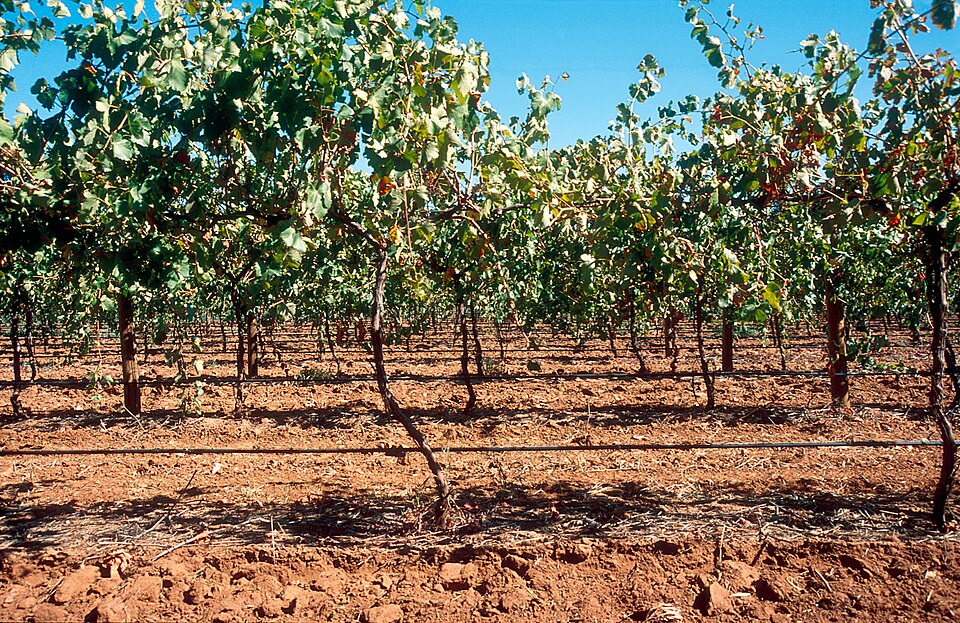 Drip-irrigated vines in dry soil, with black irrigation lines running beneath the rows.