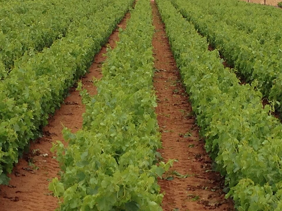Dense parallel rows of young grafted grapevines growing in a vine nursery.