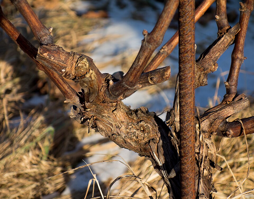 Close view of a woody graft union on a young grapevine beside its support stake.