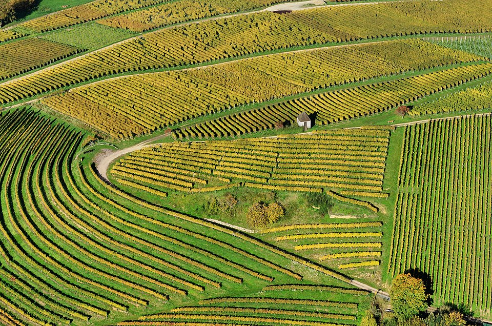 Aerial view of vineyard parcels whose rows curve and change direction across the landscape.