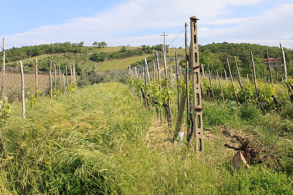 Chianti vineyard rows separated by a tall, continuous green cover crop.