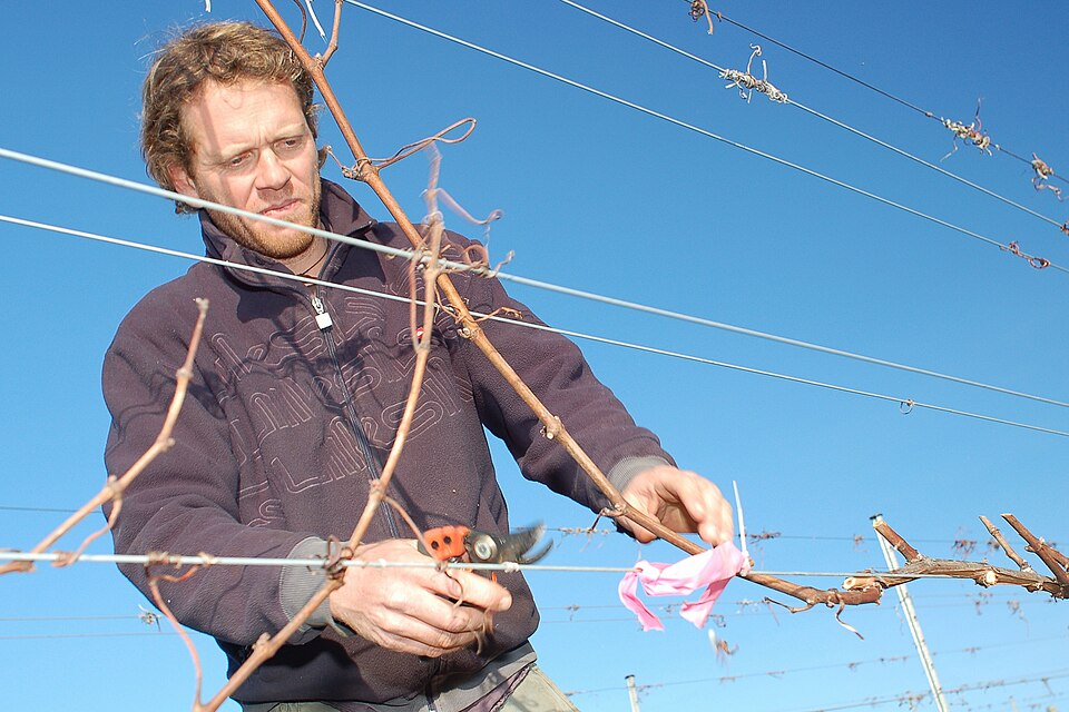 Vineyard worker pruning and tying a dormant cane along a wire trellis.
