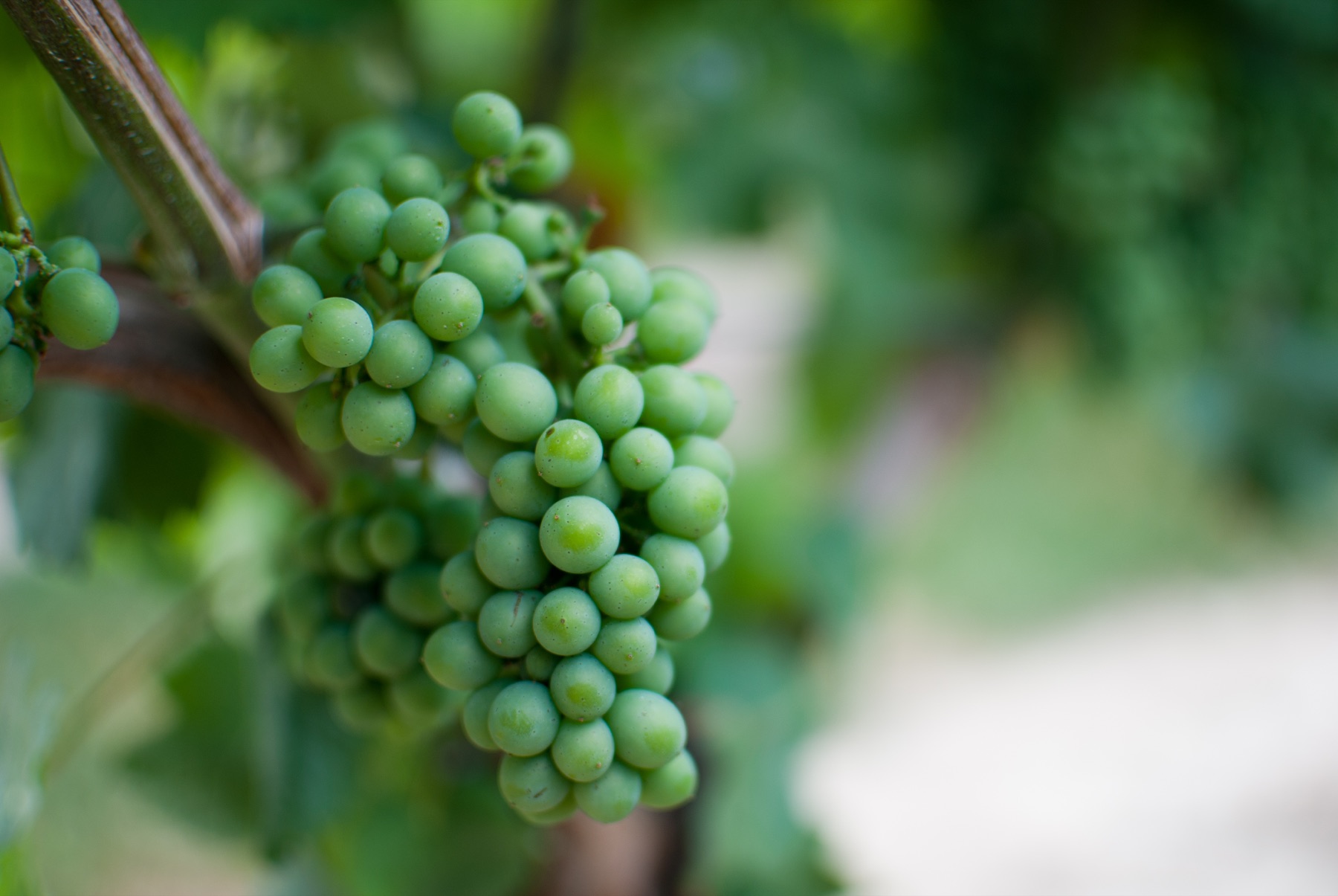 A compact bunch of hard green Merlot berries before véraison.