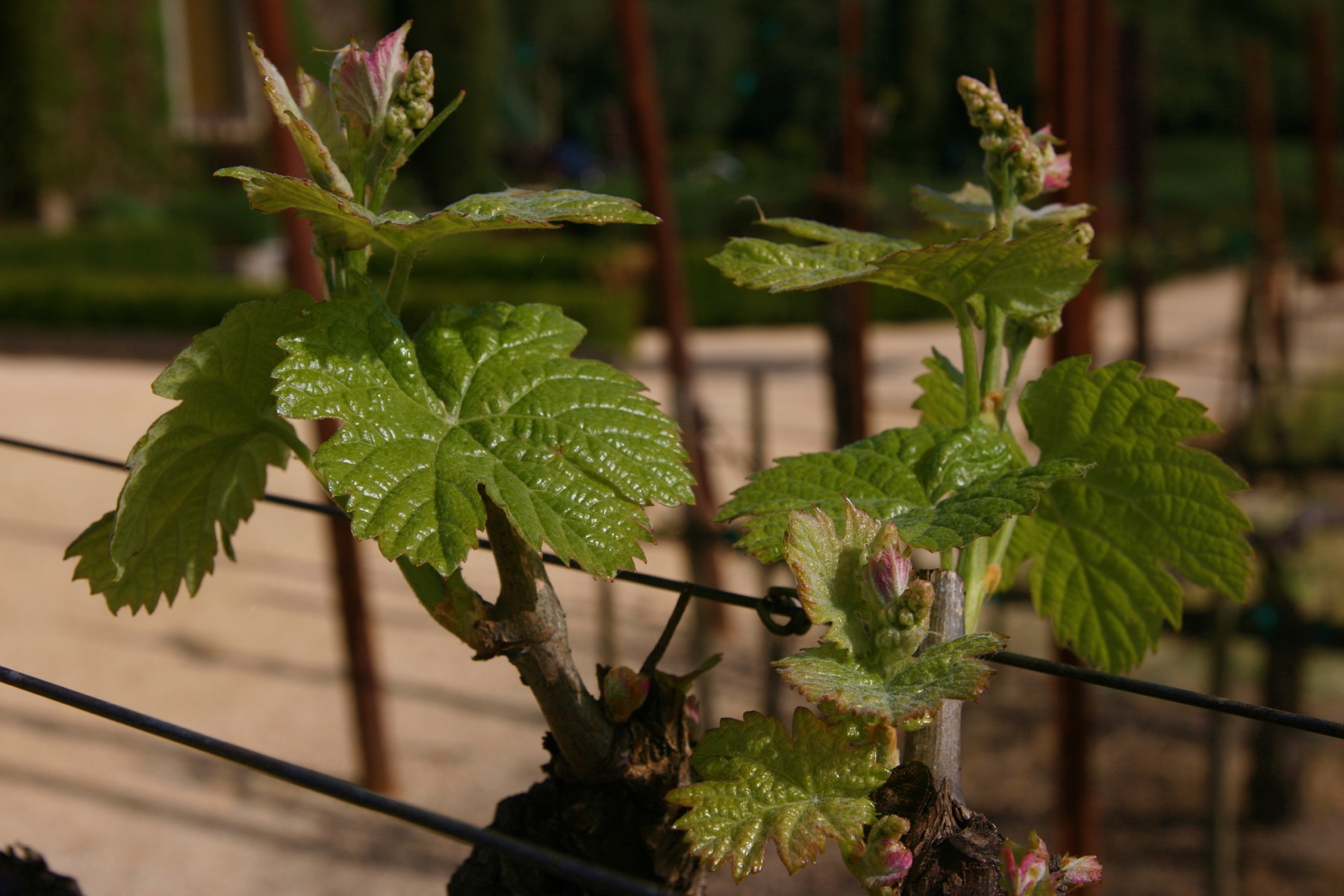 Pale green grapevine shoots and folded young leaves emerging at budburst.