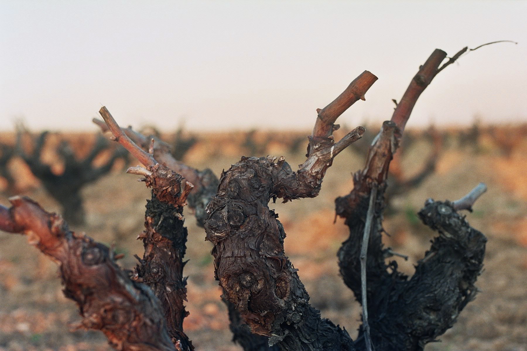 Bare, pruned grapevines in a winter vineyard.