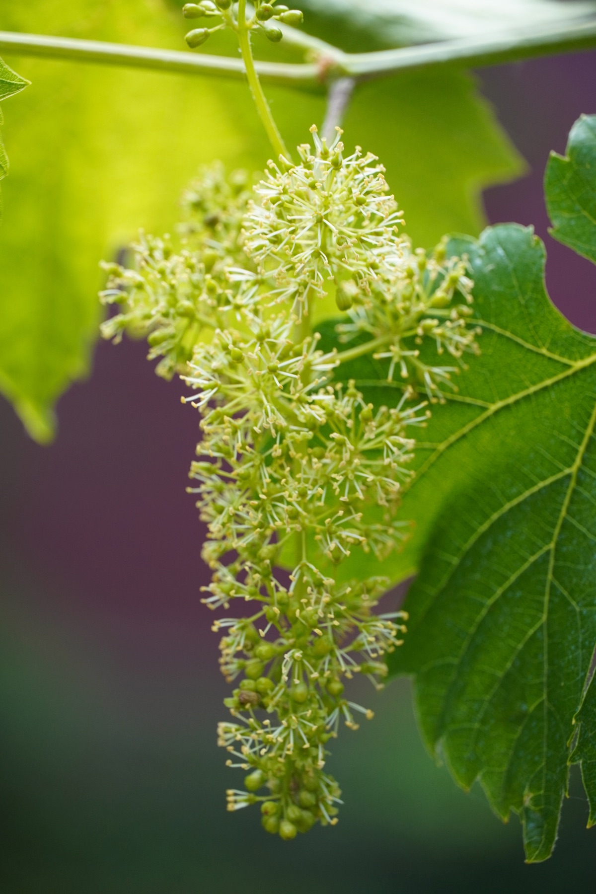 Open grapevine flowers and unopened buds on a green inflorescence.