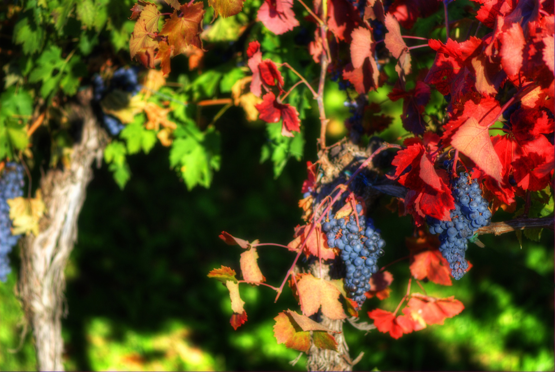 Ripe dark wine grapes among red autumn vine leaves.
