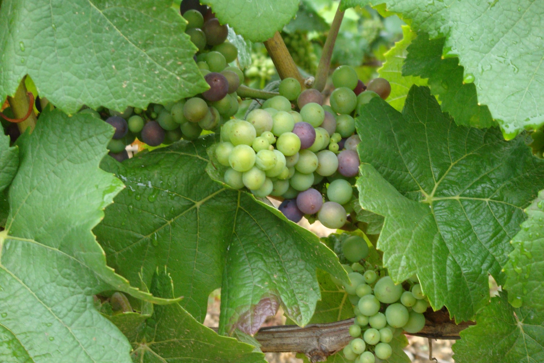 Pinot Noir grapes at véraison, with green berries turning blue-purple on the vine.