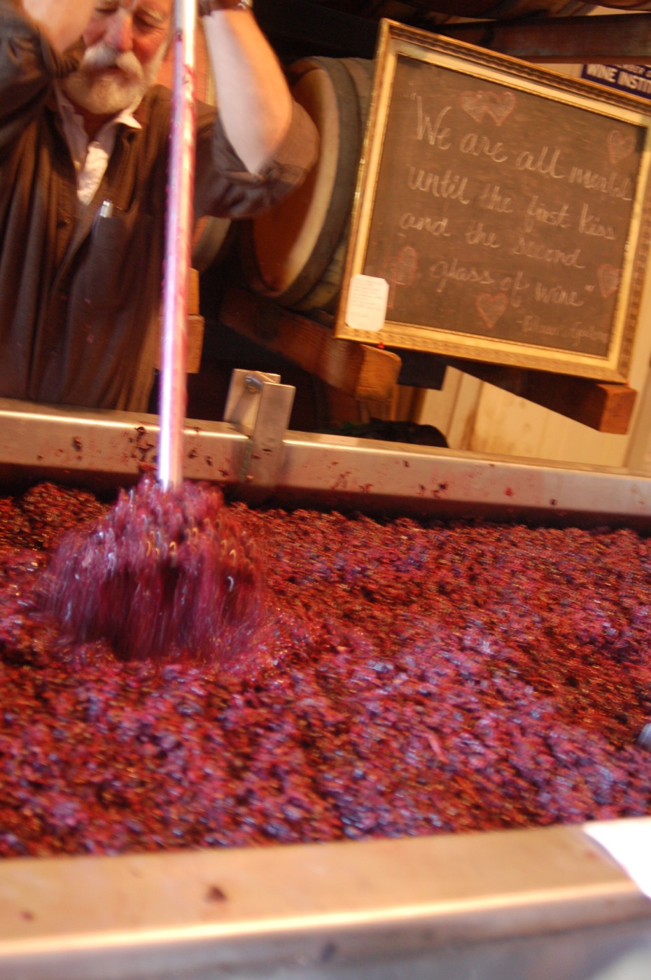 A winery worker punching down the floating cap of red grape skins during fermentation.