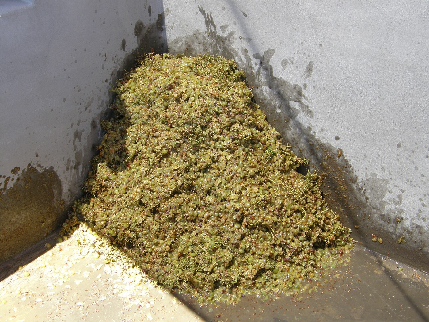 Freshly pressed white grapes and juice at a Santorini winery.