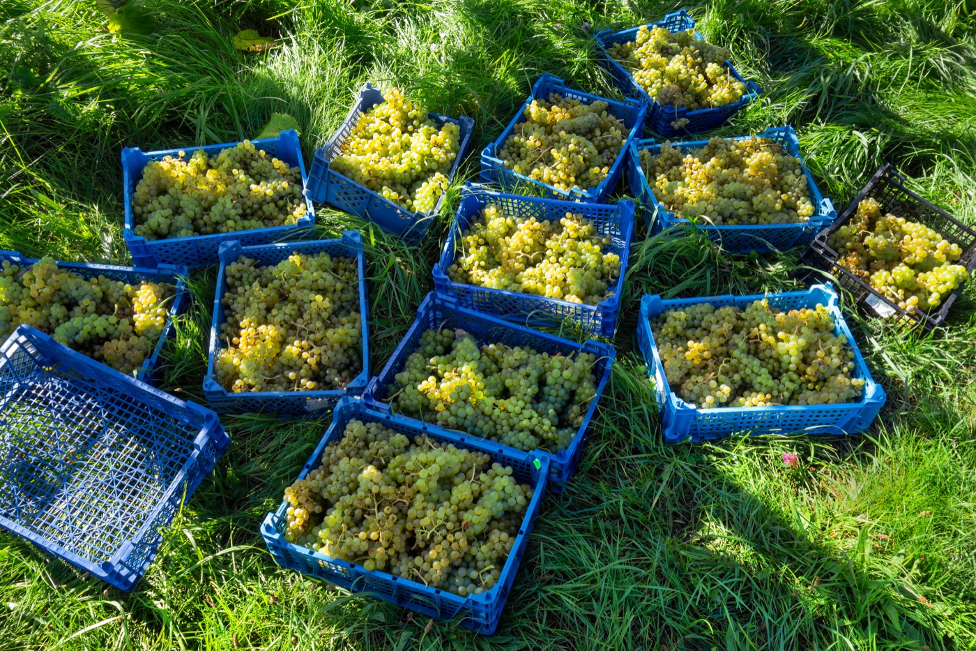 Freshly harvested white grape clusters resting in shallow crates on grass.