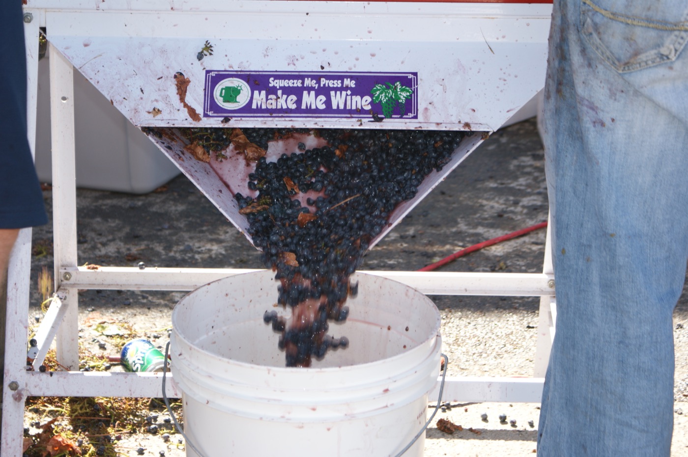 Dark grapes and juice falling from a crusher into a collection bucket.