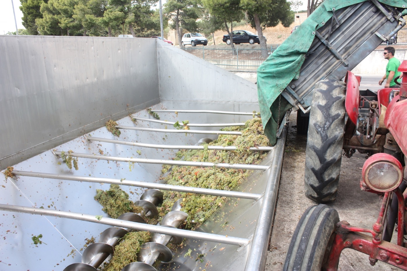 Whole clusters of white wine grapes being tipped into a crusher-destemmer hopper.